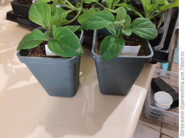 Черенки конца февраля