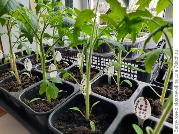 Польская слива с тремя семядольками