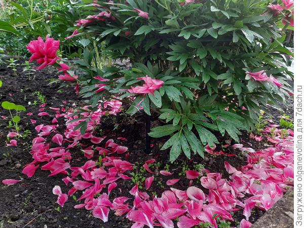 18 июня  после дождя