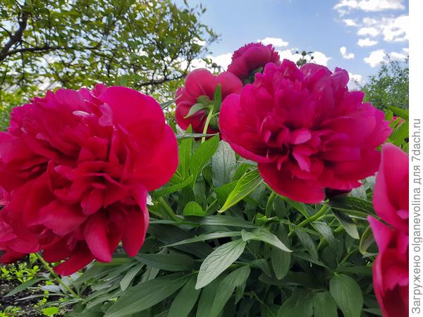 В июне у меня красивее всего пионы цвели!