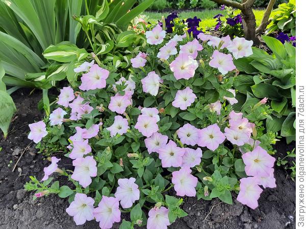 Минифлора Бэби Джоконда Вайт