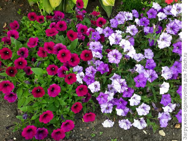 Владочка, меня заинтересовал твой &quot;вирусный&quot; кустик. У мня тоже есть такой, со странным окрасом лепестков. Это тоже вирус ?