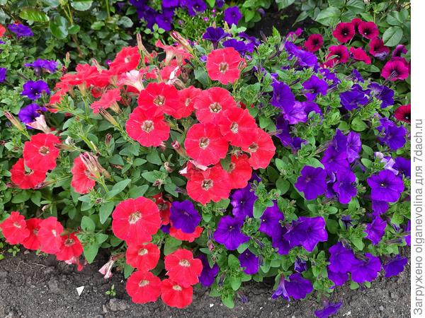 Шок Вейв Роял Микс (синяя и кораллово-красная)