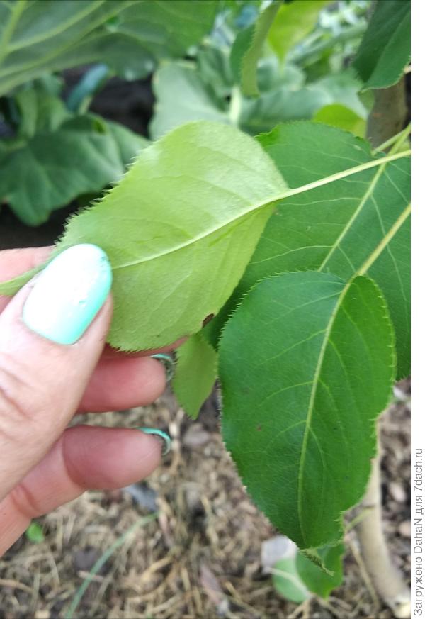 А это листья