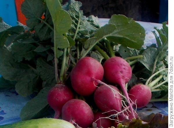 Редис растет быстро, в середине мая открывает дачный сезон и обеспечивает всю нашу большую семью вкусными витаминами, вплоть до тех пор, пока не созреет урожай в открытом грунте.