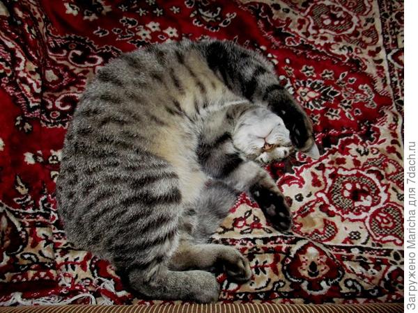 Привет, Витас! Я - Барсик, мне уже 5 месяцев. Поздравляю тебя с прошедшим Днем рождения - лучше поздно, чем никогда! Ты - замечательный кот, и твоя хозяйка тоже замечательная!