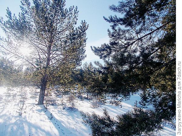 Ослепительное январское солнце.