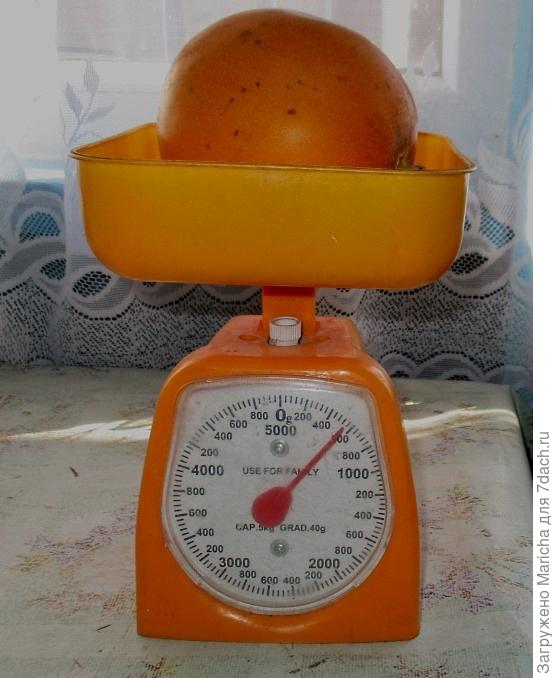 Взвешивание дыньки
