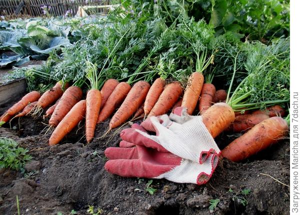 Уход за Морковью Белочка во время выращивания