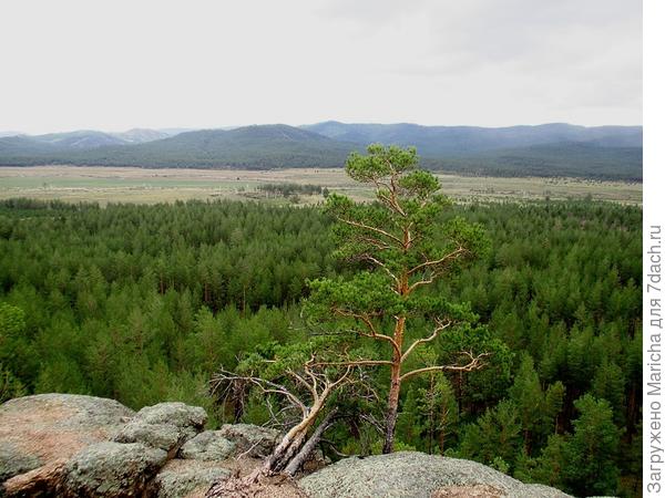Сосна на вершине камня