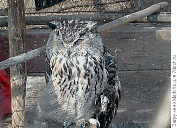 Филин