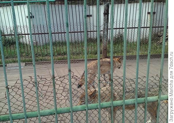 Волки