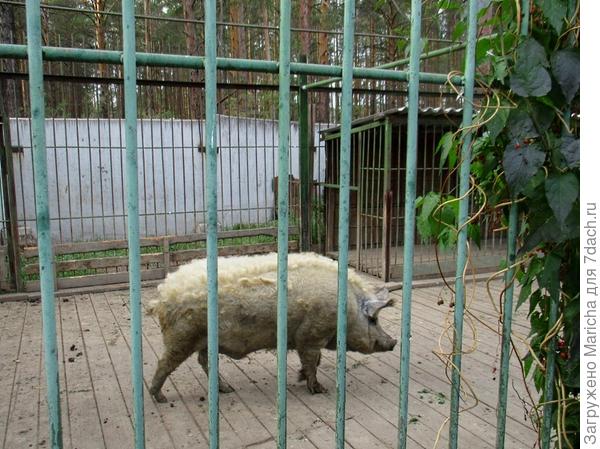 Дикий кабан