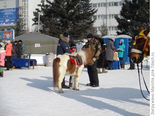 пони