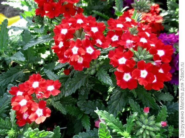 кустовая в клумбе