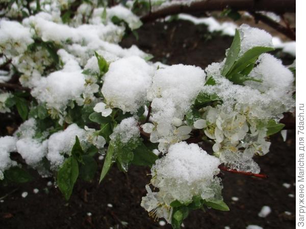 Сливо-вишня