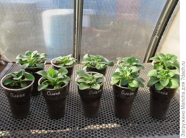 Рассада петунии Ольга F1 вынесена в теплицу. 4 мая