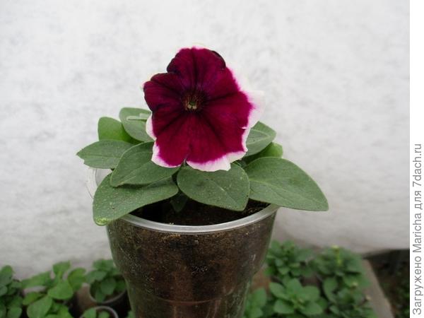 Первый цветок. 10 мая