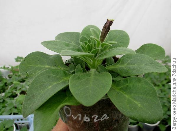 Окрашенный бутон. 8 мая