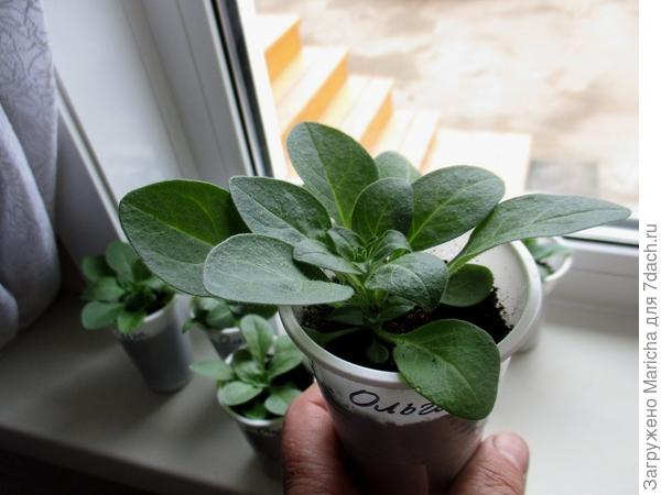 Одно из растений петунии Ольга F1. 28 апреля