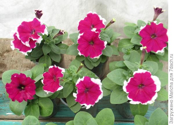 Цветут шесть растений из десяти. 18 мая