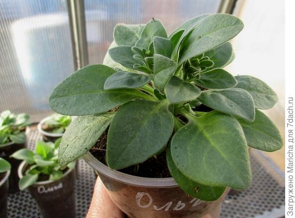 Формирование центральных бутонов. 4 мая