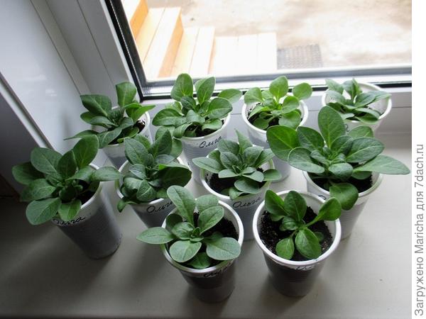 Петуния Ольга F1. 28 апреля