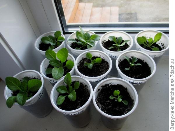 Петуния Ольга F1 на одиннадцатый день после пикировки. 15 апреля