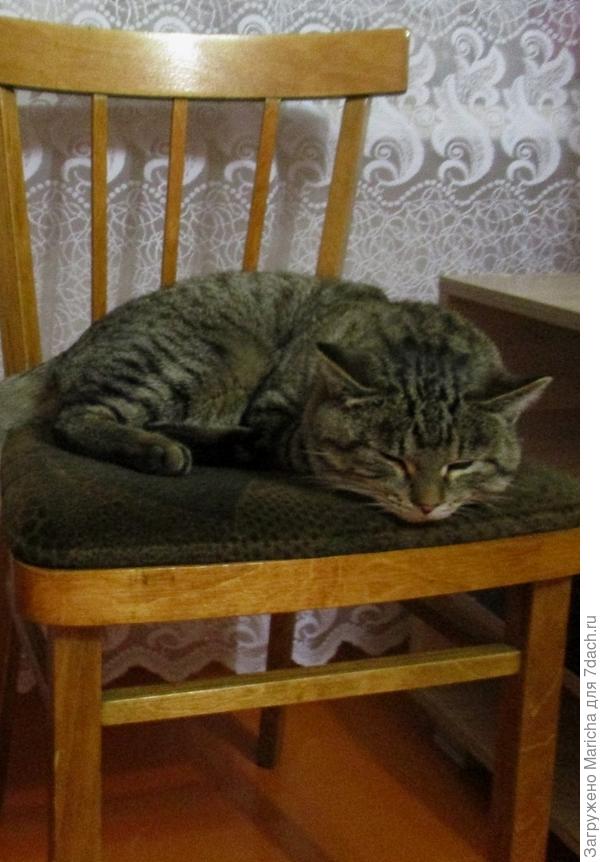 Дремлющий кот