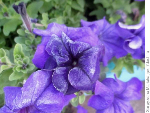 Первые заморозки. 9 сентября