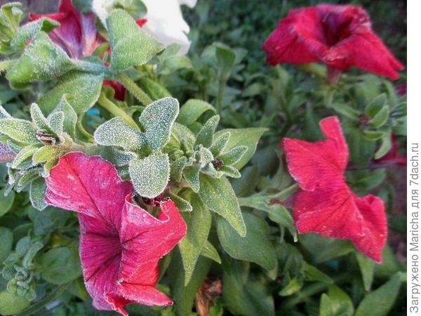 Заморозки. 23 сентября