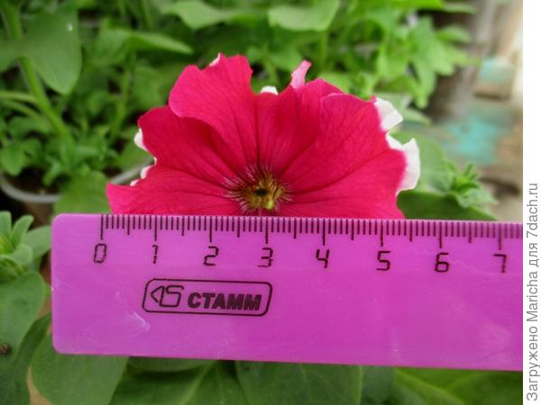 Первоначальный размер цветка