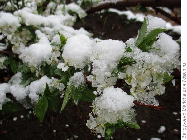 Майский снег