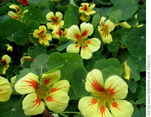 Желтая с оранжевыми штрихами