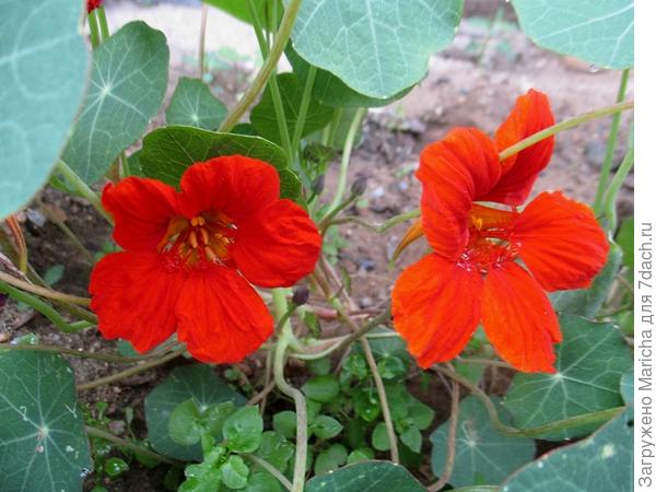 Сочная красно-оранжевая