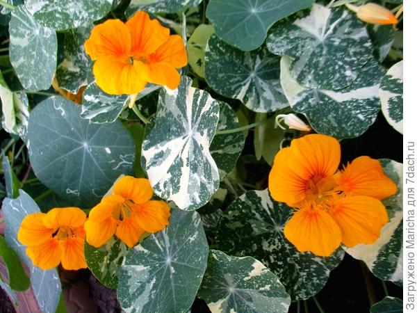 Желто-оранжевая с пестрыми листьями