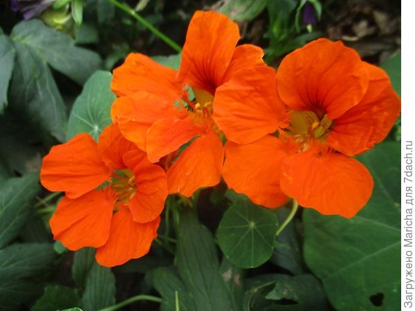 Очень красивая, ярко-оранжевая