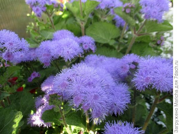 Прекрасно смотрится на клумбе.