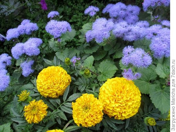 Красиво сочетается с желтыми махровыми бархатцами.