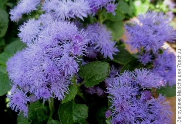 Так и хочется погладить по нему ладошкой.