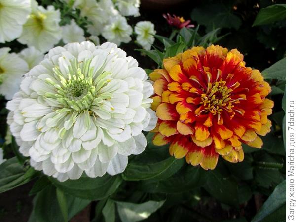 Цинии двухцветная и &quot;Исполин белый&quot;