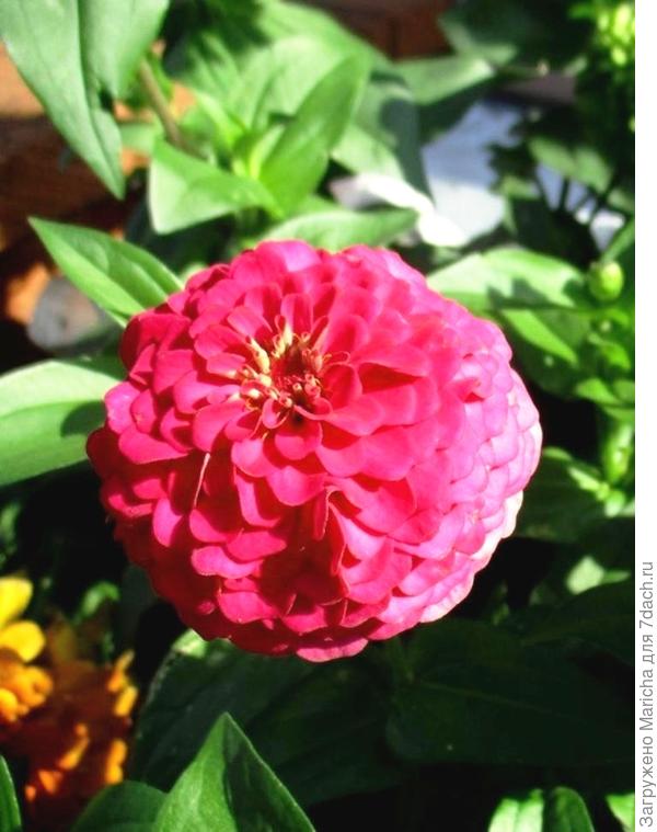 Цинния "Исполин малиновый"