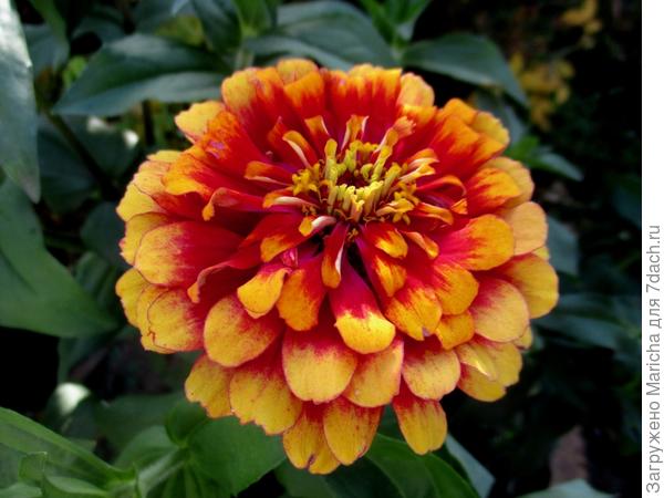 Цинния из двухцветной смеси "Карусель"