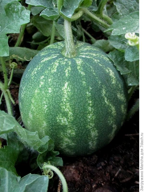 Мякоть у него желтая, с необычным, с фруктовой ноткой, вкусом.