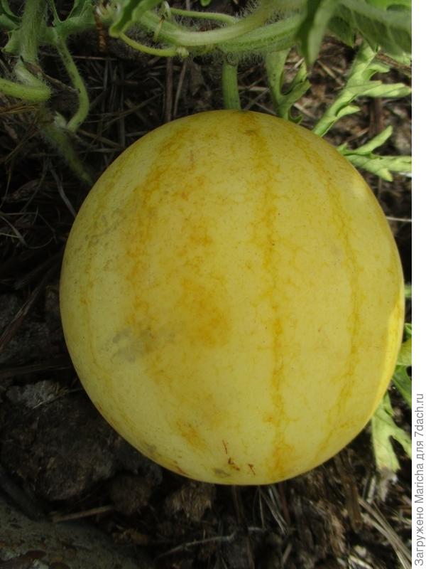 Арбуз &laquo;Подарок солнца&raquo; желтый снаружи и ярко-красный изнутри.
