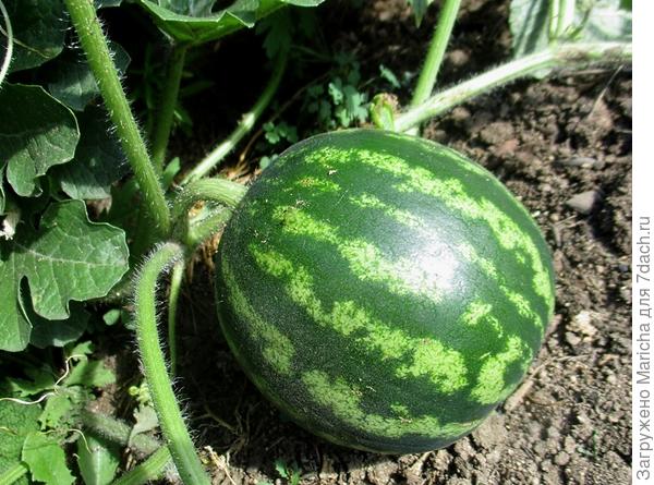 Арбуз &laquo;Продюссер&raquo; &mdash; получился очень-очень вкусный!