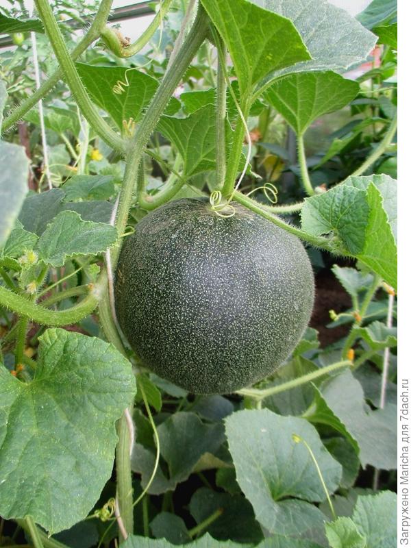 Дынька росла в теплице, понравилась очень!