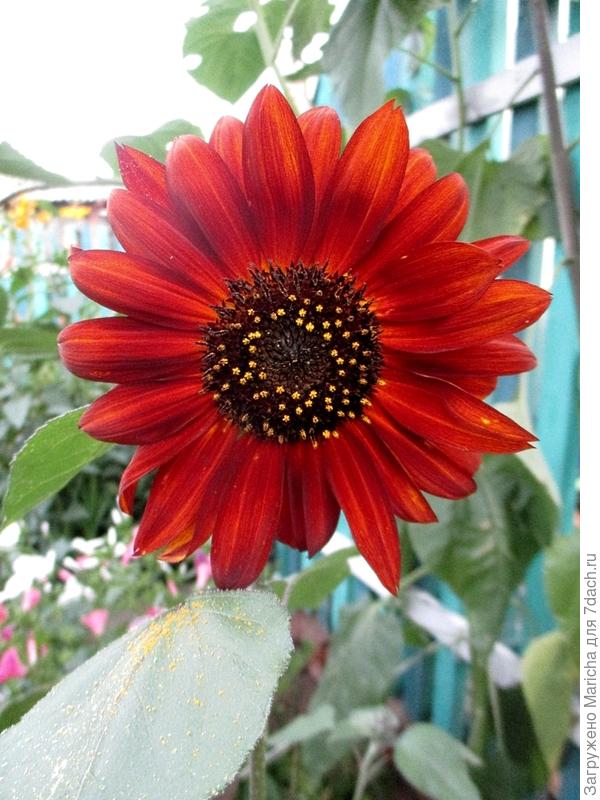 Красно Солнышко - высокий, покорил своими крупными красно-бордовыми шапками