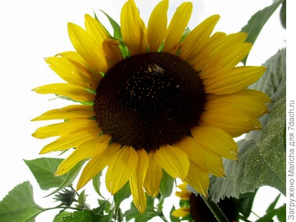 Золотой негр - с насыщенно-желтыми корзинками соцветий и эффектной черной серединкой.