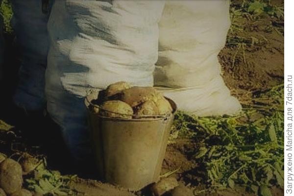 Обновленное ведро с картошкой